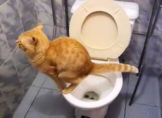 Como Alimentar A Un Gato Con Diarrea