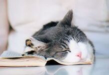 ¿Sabes Por Que Los Gatos Duermen Mucho?