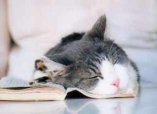 ¿Sabes Por Que Los Gatos Duermen Mucho?