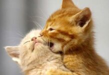 Videos Tiernos Y Divertidos De Gatos Y Gatitos