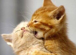 Videos Tiernos Y Divertidos De Gatos Y Gatitos