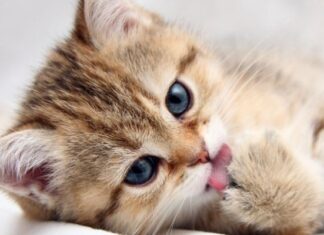 Bolas de Pelo En Primavera