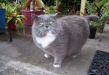 ¿Cómo Evitar La Obesidad Felina?