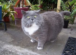 ¿Cómo Evitar La Obesidad Felina?