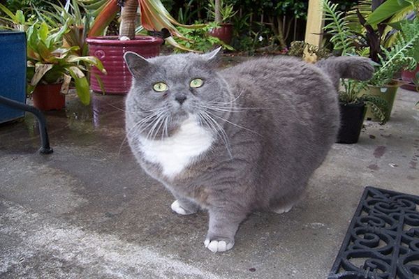 La Obesidad felina