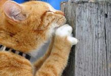 ¿Qué Es El Marcaje Felino?