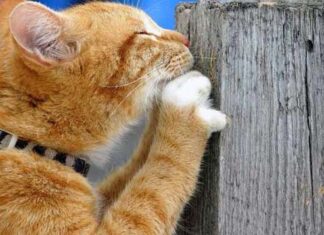 ¿Qué Es El Marcaje Felino?