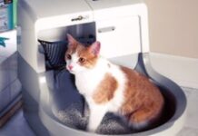 Todo Sobre Las Cajas De Arena Automáticas Para Gatos