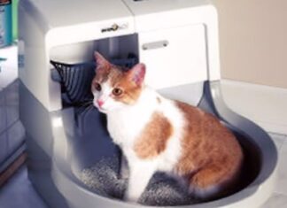 Todo Sobre Las Cajas De Arena Automáticas Para Gatos