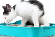 ¿Cómo Hacer Arena Ecológica Para Gatos?