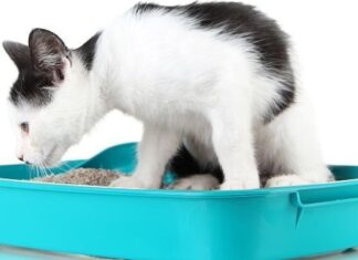 ¿Cómo Hacer Arena Ecológica Para Gatos?