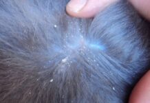 Caspa En Gatos: Su Causa Y Tratamiento Caspa En Gatos: Su Causa Y Tratamiento