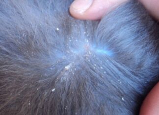 Caspa En Gatos: Su Causa Y Tratamiento Caspa En Gatos: Su Causa Y Tratamiento