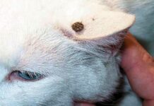 ¿Cómo Evitar Las Garrapatas En Los Gatos?