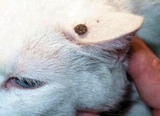 ¿Cómo Evitar Las Garrapatas En Los Gatos?