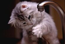 Trucos Para Que Tu Gato Esté Bien Hidratado