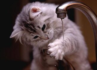 Trucos Para Que Tu Gato Esté Bien Hidratado