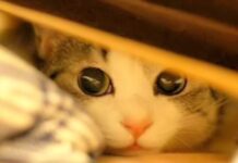 Gatos Asustadizos ¿Cómo Podemos Ayudarlos?