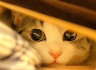 Gatos Asustadizos ¿Cómo Podemos Ayudarlos?