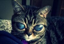 MARTINA, la Gatita Cosmica