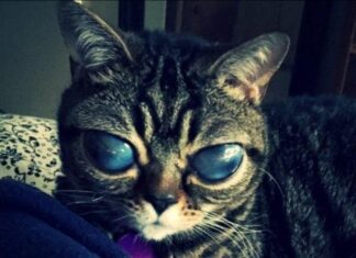 MARTINA, la Gatita Cosmica