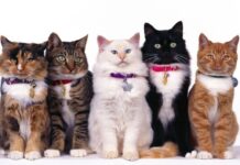 ¿Los GATOS pueden llevar COLLAR? Collares en Gatos