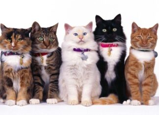 ¿Los GATOS pueden llevar COLLAR? Collares en Gatos