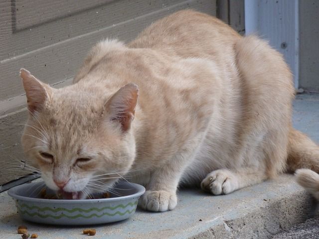 Piquete De hecho Decorativo La alergia alimentaria en los gatos | Cuidar Gatitos - Fotos - Razas Gatos