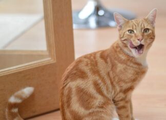 La alergia alimentaria en los gatos