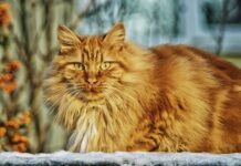 Como afrontar la vejez de los gatos