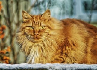 Como afrontar la vejez de los gatos