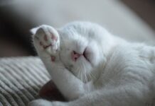 Cómo conseguir que tu Gato no Arañe los Muebles