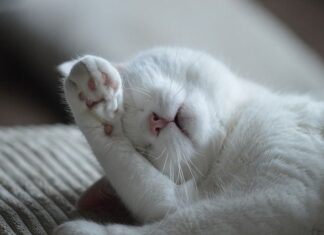 Cómo conseguir que tu Gato no Arañe los Muebles