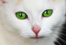 Hemorragia en los gatos