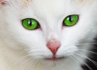 Hemorragia en los gatos