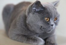 El gato KORAT: sus cuidados