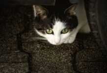 Por qué ronronea un gato realmente