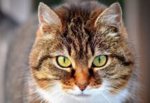 Datos importantes para que tu gato este sano