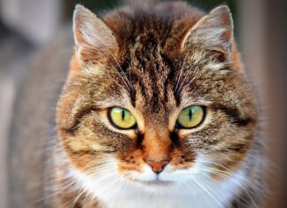 Datos importantes para que tu gato este sano