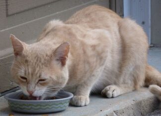 La DIETA de los gatos