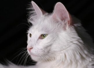 El GATO SENIOR sus cuidados