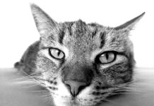 La ENFERMEDAD URINARIA en los gatos