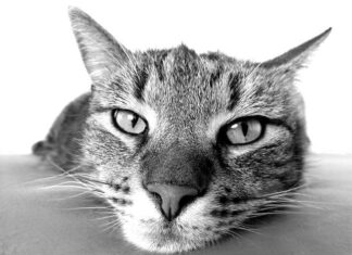 La ENFERMEDAD URINARIA en los gatos