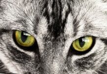 Gatos que ESTORNUDAN demasiado