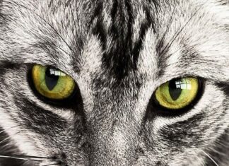 Gatos que ESTORNUDAN demasiado