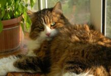 Síntomas de un GATO Enfermo