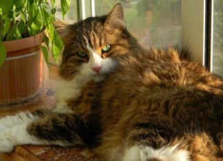 Síntomas de un GATO Enfermo