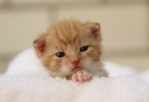 Cómo se cuidan los gatitos huérfanos