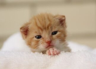 Cómo se cuidan los gatitos huérfanos