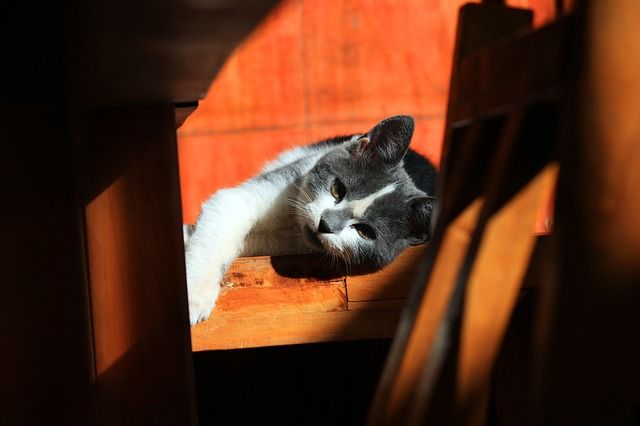 Del Norte eficacia Cadera La caza del gato | Cuidar Gatitos - Fotos - Razas Gatos